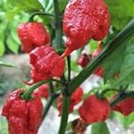 La Carolina Reaper en la Escala del Picante: Análisis y Comparativa en Norte América